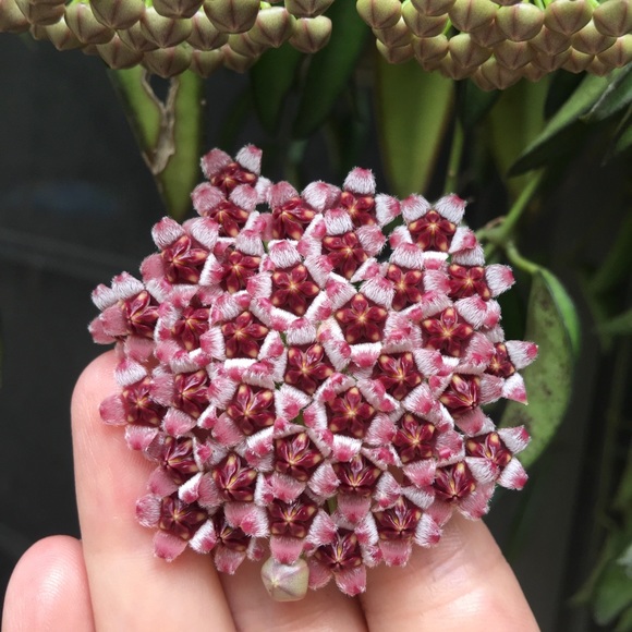 Meet Your Posher, Felicia! 💕 - Picture 7 of 8